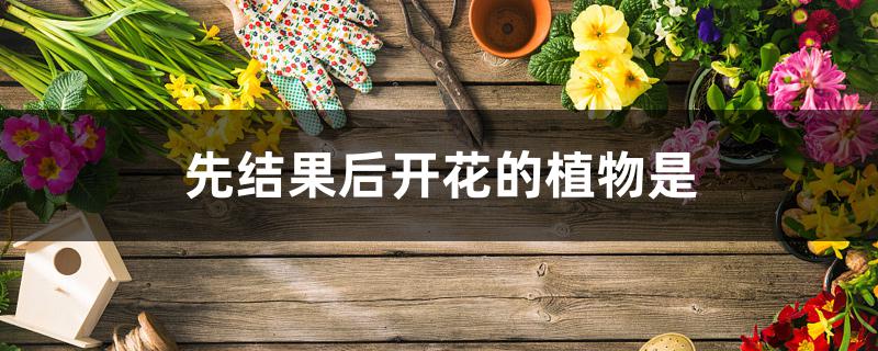 先结果后开花的植物是 先结果后开花的植物是