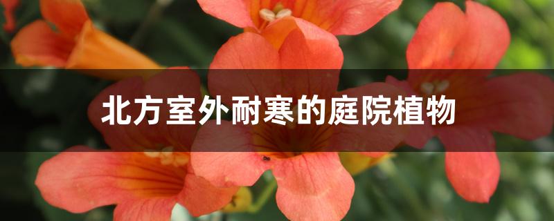 北方室外耐寒的庭院植物 北方室外耐寒的庭院植物