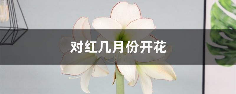 对红几月份开花 对红几月份开花