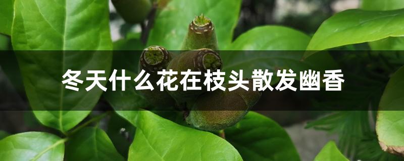 冬天什么花在枝头散发幽香 冬天什么花在枝头散发幽香