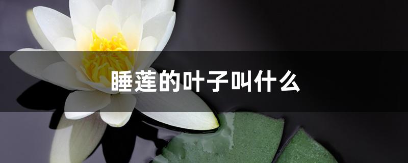 睡莲的叶子叫什么 睡莲的叶子叫什么