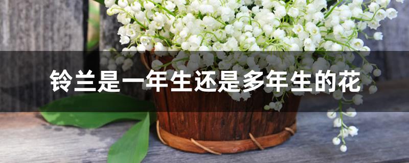 铃兰是一年生还是多年生的花 铃兰是一年生还是多年生的花