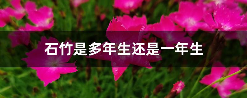 石竹是多年生还是一年生 石竹是多年生还是一年生
