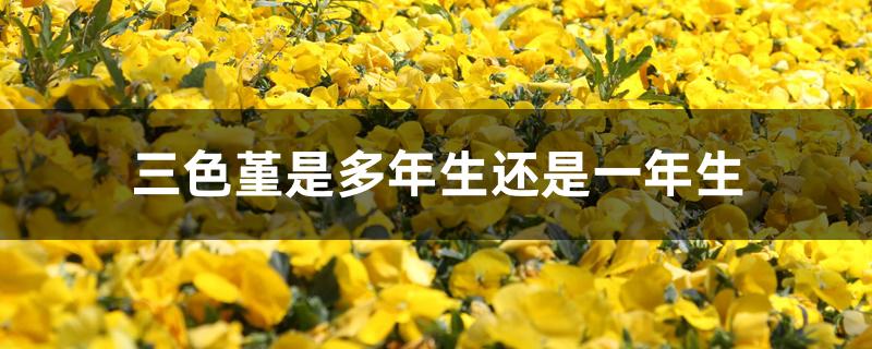 三色堇是多年生还是一年生 三色堇是多年生还是一年生