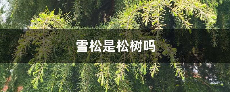 雪松是松树吗 雪松是松树吗