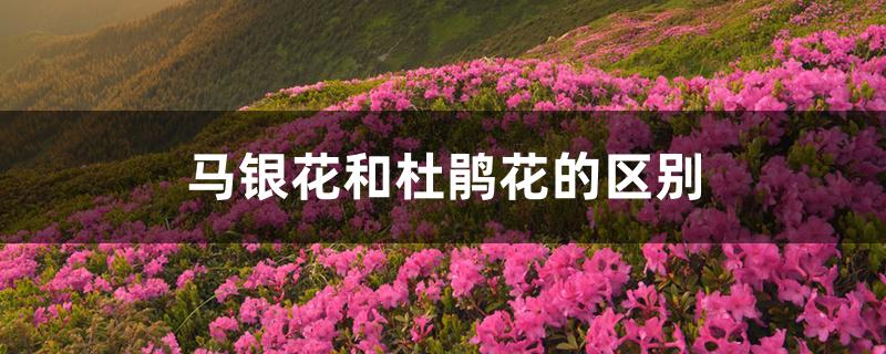 马银花和杜鹃花的区别 马银花和杜鹃花的区别