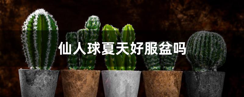 仙人球夏天好服盆吗 仙人球夏天好服盆吗