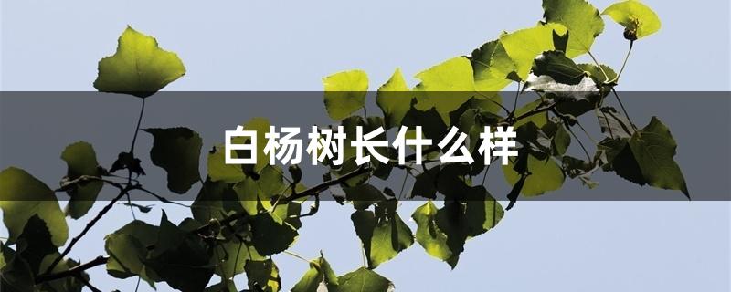 白杨树长什么样 白杨树长什么样