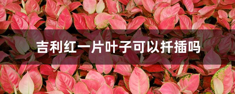 吉利红一片叶子可以扦插吗 吉利红一片叶子可以扦插吗