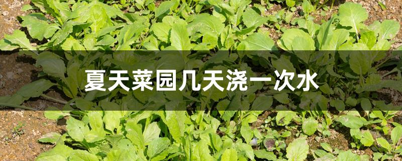 夏天菜园几天浇一次水 夏天菜园几天浇一次水