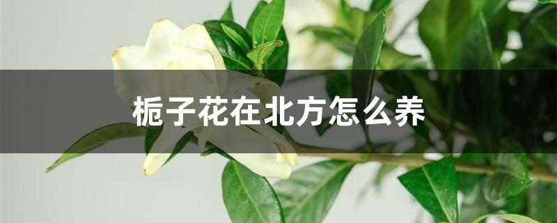 栀子花在北方怎么养 栀子花在北方怎么养