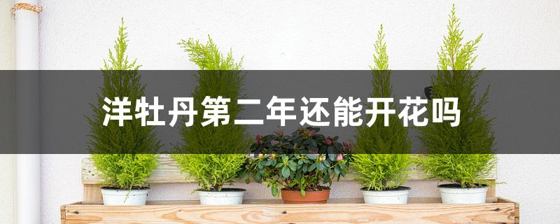 洋牡丹第二年还能开花吗 洋牡丹第二年还能开花吗