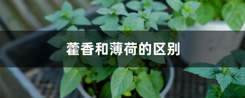 藿香和薄荷的区别 藿香和薄荷的区别
