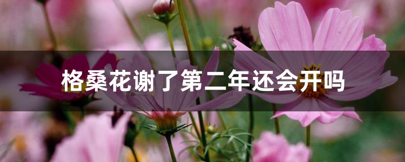 格桑花谢了第二年还会开吗