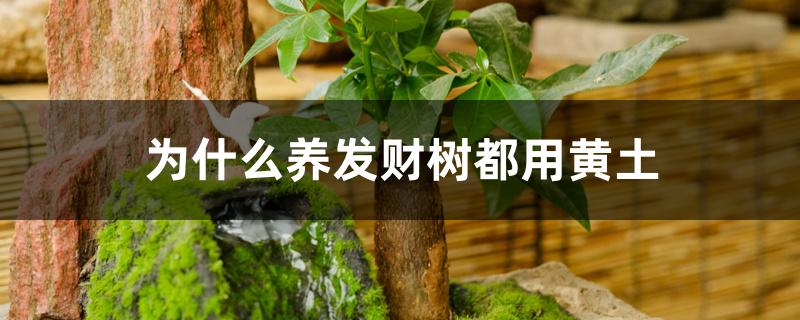 为什么养发财树都用黄土 为什么养发财树都用黄土
