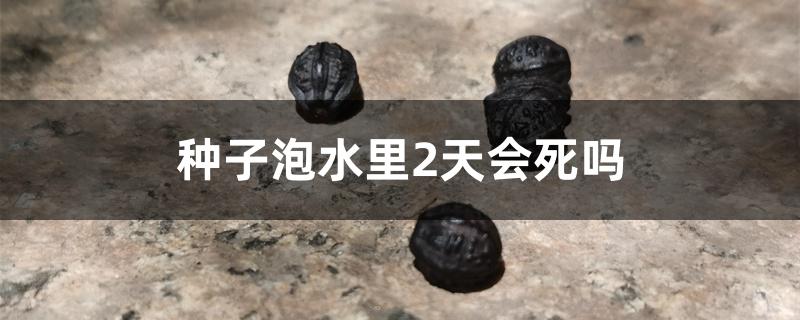 种子泡水里2天会死吗 种子泡水里2天会死吗