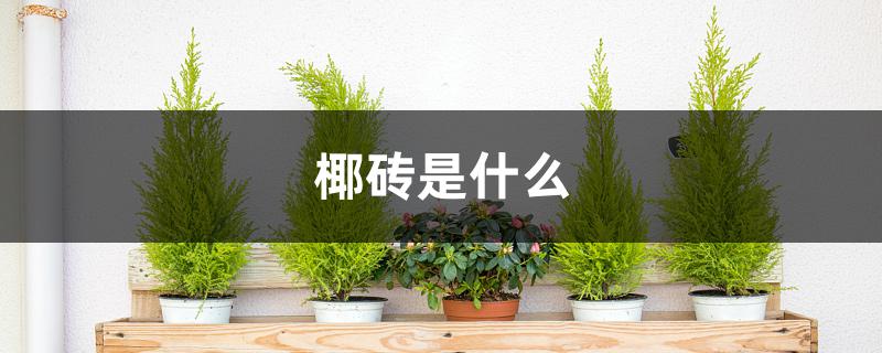 椰砖是什么 椰砖是什么