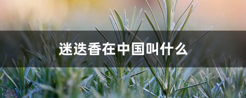 迷迭香在中国叫什么 迷迭香在中国叫什么