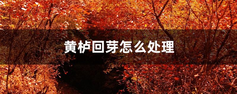 黄栌回芽怎么处理