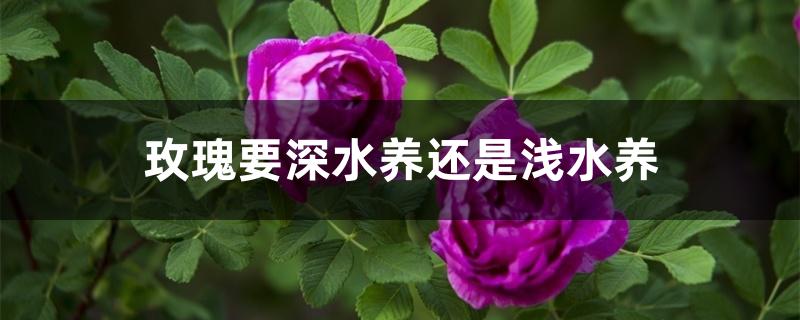 玫瑰要深水养还是浅水养 玫瑰要深水养还是浅水养
