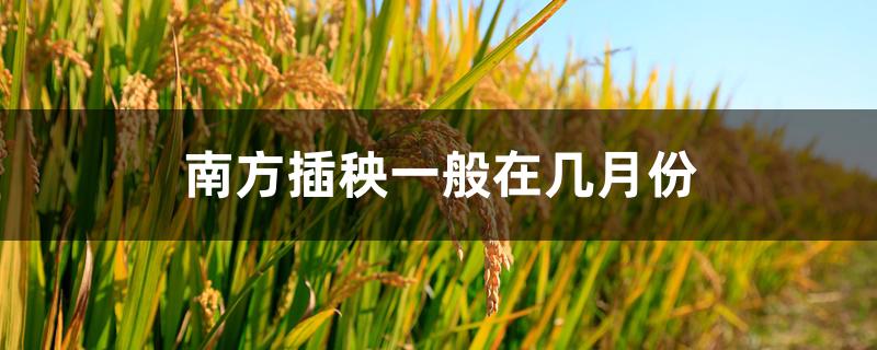 南方插秧一般在几月份 南方插秧一般在几月份