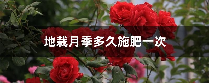 地栽月季多久施肥一次 地栽月季多久施肥一次