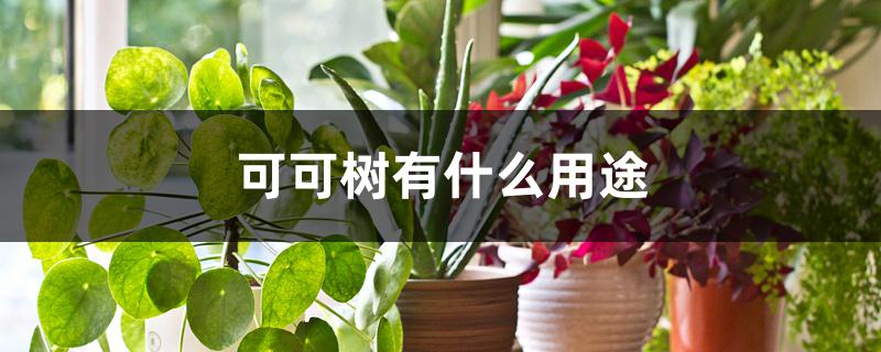 可可树有什么用途 可可树有什么用途
