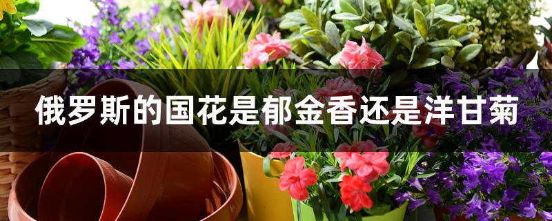 俄罗斯的国花是郁金香还是洋甘菊 俄罗斯的国花是郁金香还是洋甘菊
