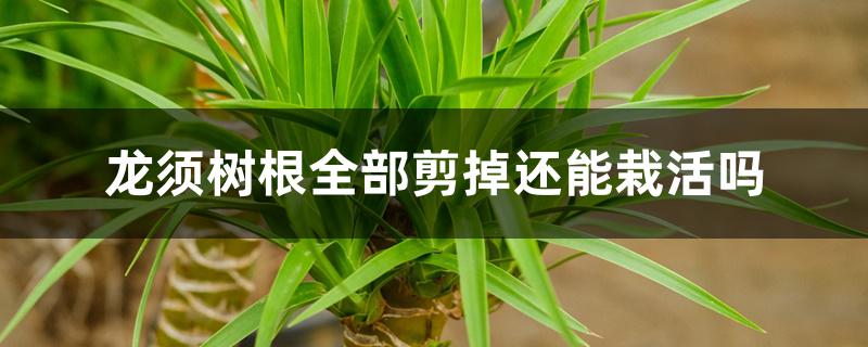 龙须树根全部剪掉还能栽活吗 龙须树根全部剪掉还能栽活吗