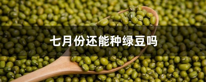 七月份还能种绿豆吗