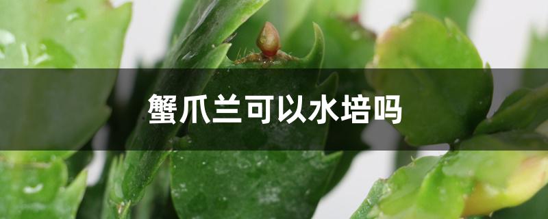 蟹爪兰可以水培吗 蟹爪兰可以水培吗