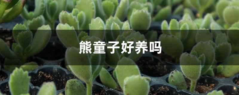 熊童子好养吗