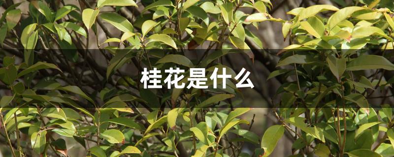 桂花是什么 桂花是什么
