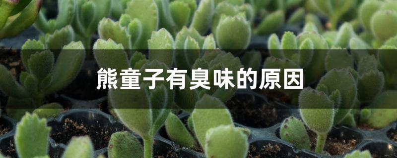 熊童子有臭味的原因 熊童子有臭味的原因