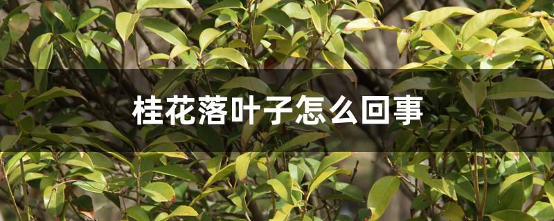 桂花落叶子怎么回事 桂花落叶子怎么回事