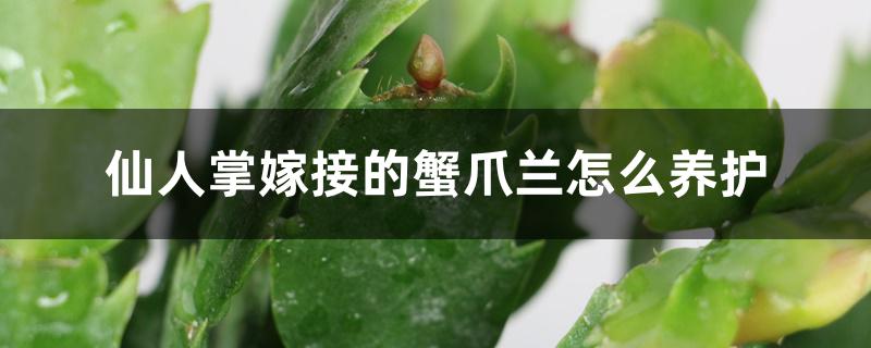 仙人掌嫁接的蟹爪兰怎么养护 仙人掌嫁接的蟹爪兰怎么养护