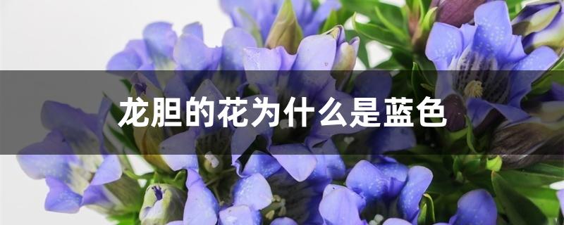 龙胆的花为什么是蓝色 龙胆的花为什么是蓝色
