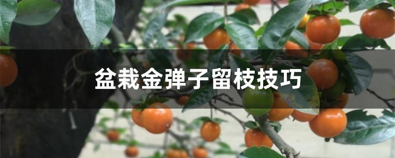盆栽金弹子留枝技巧 盆栽金弹子留枝技巧