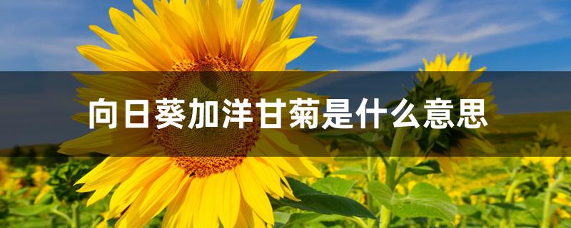 向日葵加洋甘菊是什么意思 向日葵加洋甘菊是什么意思