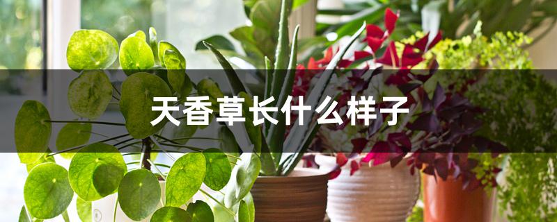 天香草长什么样子 天香草长什么样子