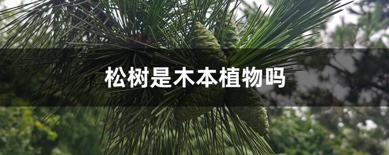 松树是木本植物吗 松树是木本植物吗