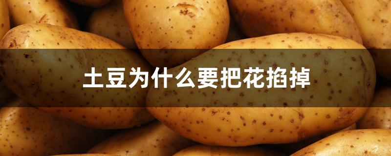 土豆为什么要把花掐掉 土豆为什么要把花掐掉