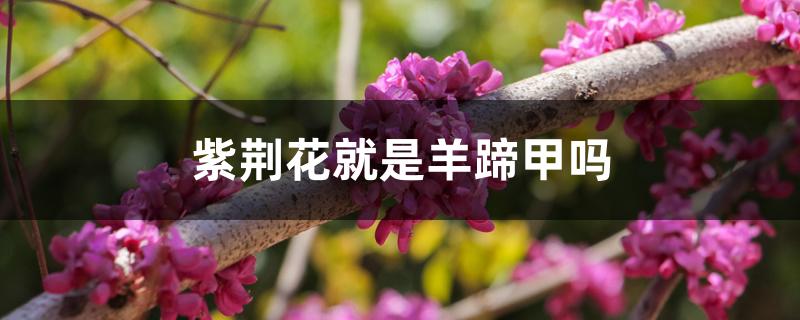 紫荆花就是羊蹄甲吗 紫荆花就是羊蹄甲吗