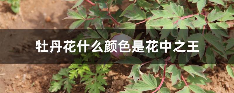 牡丹花什么颜色是花中之王 牡丹花什么颜色是花中之王