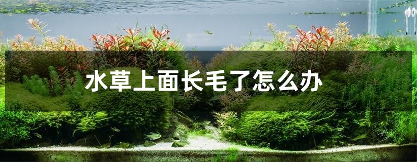 水草上面长毛了怎么办 水草上面长毛了怎么办