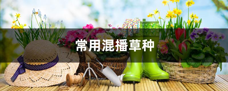 常用混播草种 常用混播草种