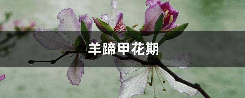 羊蹄甲花期 羊蹄甲花期