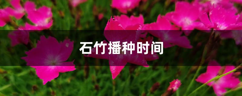 石竹播种时间 石竹播种时间