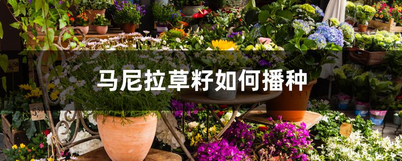 马尼拉草籽如何播种 马尼拉草籽如何播种