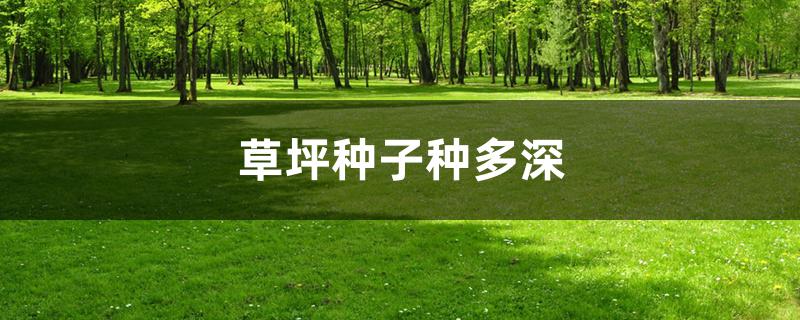草坪种子种多深 草坪种子种多深